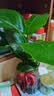 种花迷水培天堂鸟盆栽花卉植物室内客厅绿植面鹤望兰吸甲醛四季好养活 精品水培天堂鸟50-60厘米3棵【不含瓶】 实拍图