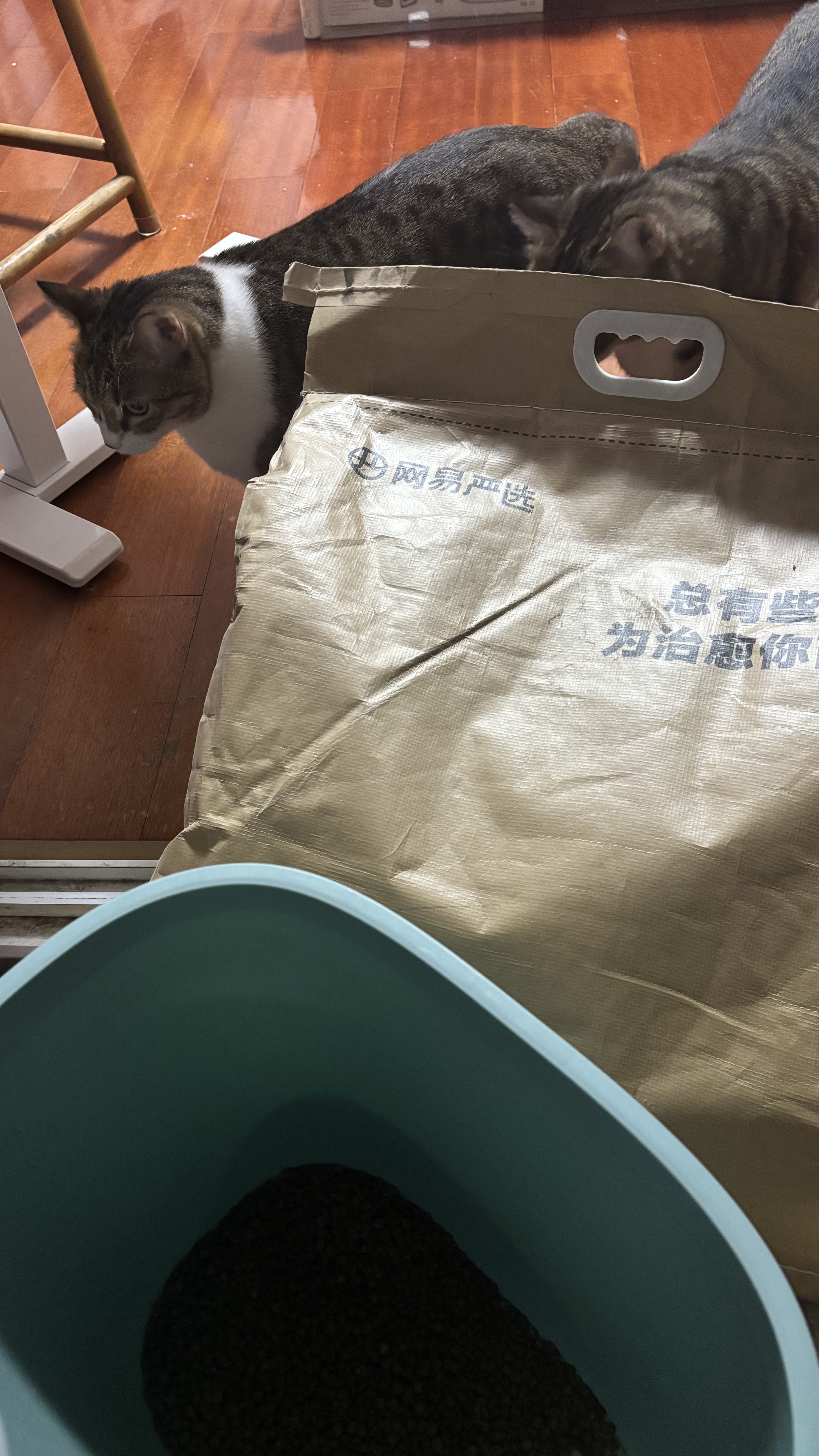 网易严选全价猫粮4.0 成幼猫三文鱼亮毛护肠胃深海鱼虾味10kg【宠物金选】 实拍图