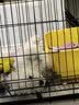 皇家狗粮 幼犬狗粮 宠物 小型犬 MIJ31 全价犬粮 2-10月 2KG 实拍图
