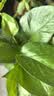 缤贤绿萝盆栽室内办公室植物大叶吊兰花卉绿植绿箩盆景吸水盆懒人 绿萝一盆装【买2盆送1盆】 实拍图