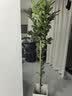 花盆绿植盆栽家用客厅塑料花盆天堂鸟发财树大口径加厚树脂 钻石320-白【32*40】送托盘 一套装 实拍图