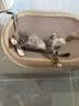 疯狂的主人猫抓板窝剑麻布猫抓盆不掉屑猫窝宠物猫玩具猫爪板 实拍图