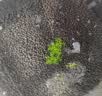 BESSN贝森免洗水草泥鱼缸不浑水造景底砂营养土基肥5斤约2.4L 实拍图