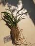 劉閣蘭花兰花苗世界上超香四季兰帝王妃 金边矮种夏带浓香花苞花卉盆栽 3大壮苗+硬塑黑盆+2包土 实拍图