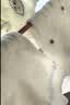 猫人女士袜子女【100%纯棉网眼】夏季薄款印花短袜女透气抑菌吸汗5双 实拍图