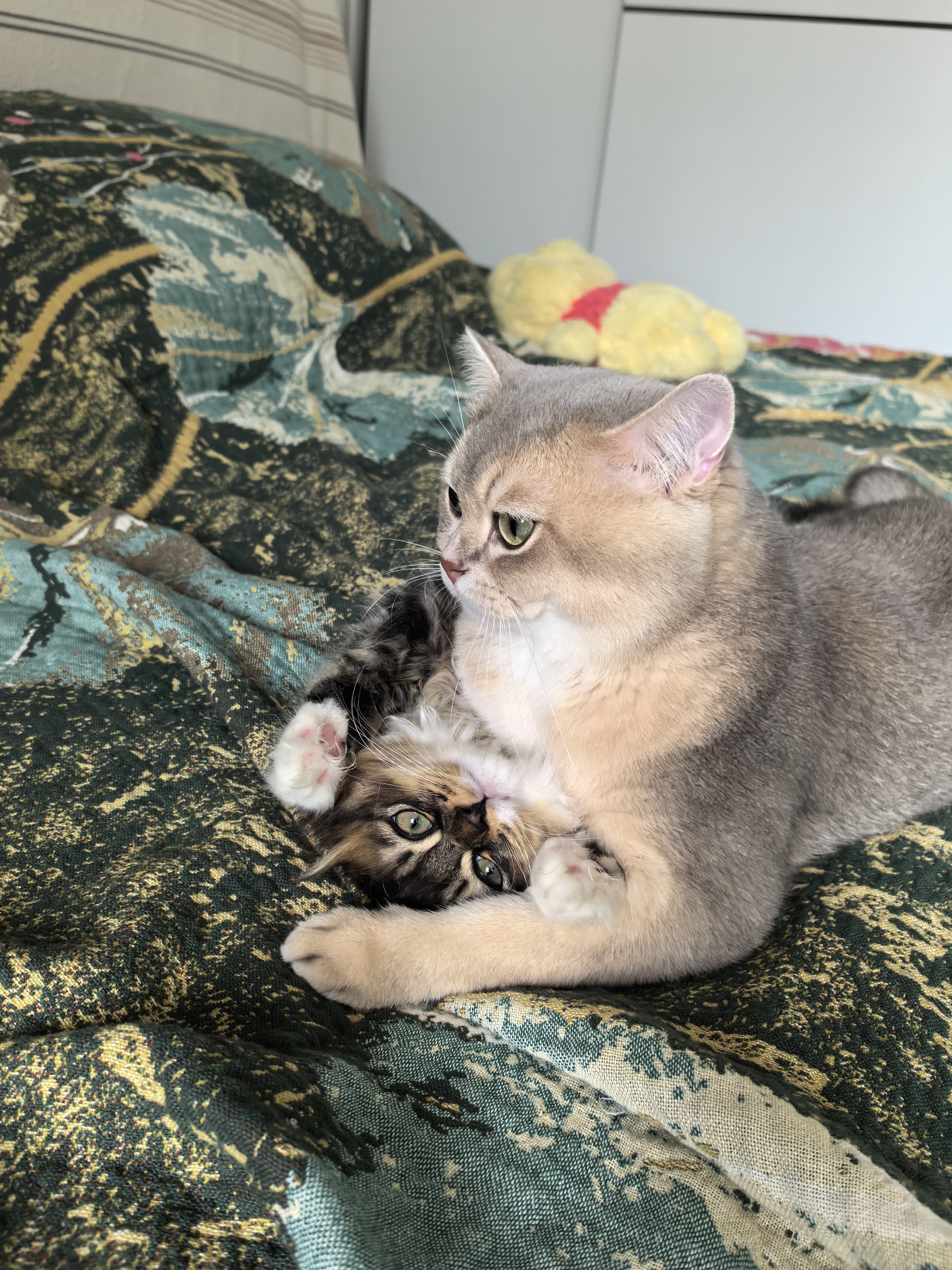 皇家（ROYAL CANIN）猫粮慕斯猫罐头湿粮奶糕幼猫粮全价粮 猫咪主食级罐头BMC 【2340g 猫奶糕罐头】195g*12罐 实拍图
