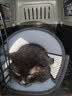 华元宠具（hoopet）猫咪航空箱宠物手提笼子狗狗托运箱车载猫包便携外出国航标准版M 实拍图