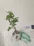 意轩【带花苞】欧月果汁阳台室内观花植物花卉盆栽四季开花月季 小苗【带花苞发】 实拍图