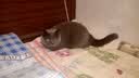 喵梵思猫主粮全价猫粮全期全种通用幼猫成猫营养宠物猫粮猫主粮 40%蛋白海辰3.6斤 2个月及以上 实拍图