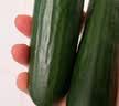 【水果菜】荷兰水果黄瓜约400g 实拍图
