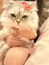 LEGENDSANDY蓝氏猎鸟乳鸽生骨肉冻干猫粮 全价成猫幼猫猫粮1.5kg 实拍图