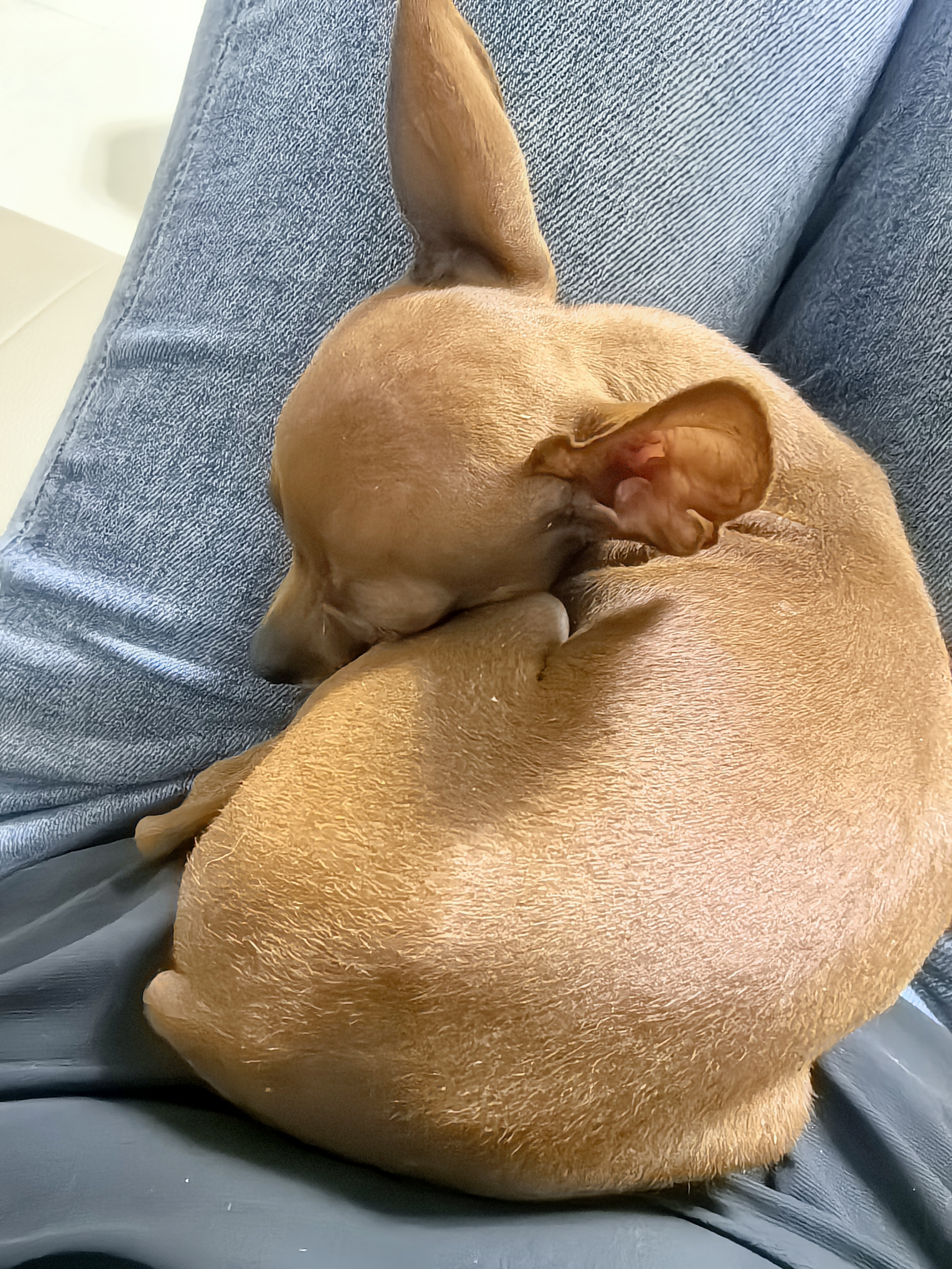 力狼（LILANG）狗粮幼犬粮 博美泰迪柯基金毛边牧全犬种中小型犬通用型狗粮 【经典配方】幼犬粮2.5kg 实拍图