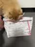 皇家猫粮 幼猫猫粮 幼猫奶糕 K36 通用粮 4-12月 2KG 实拍图