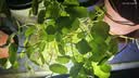 意轩铜钱草水培盆栽室内室外花卉金钱草绿植吸绿植花草植物 铜钱草1盆+玻璃水仙盆(带叶发货) 实拍图