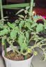 九千谷植物攀爬架包钢管花架蔷薇月季葡萄固定支撑防倒固定架60cm4634 实拍图