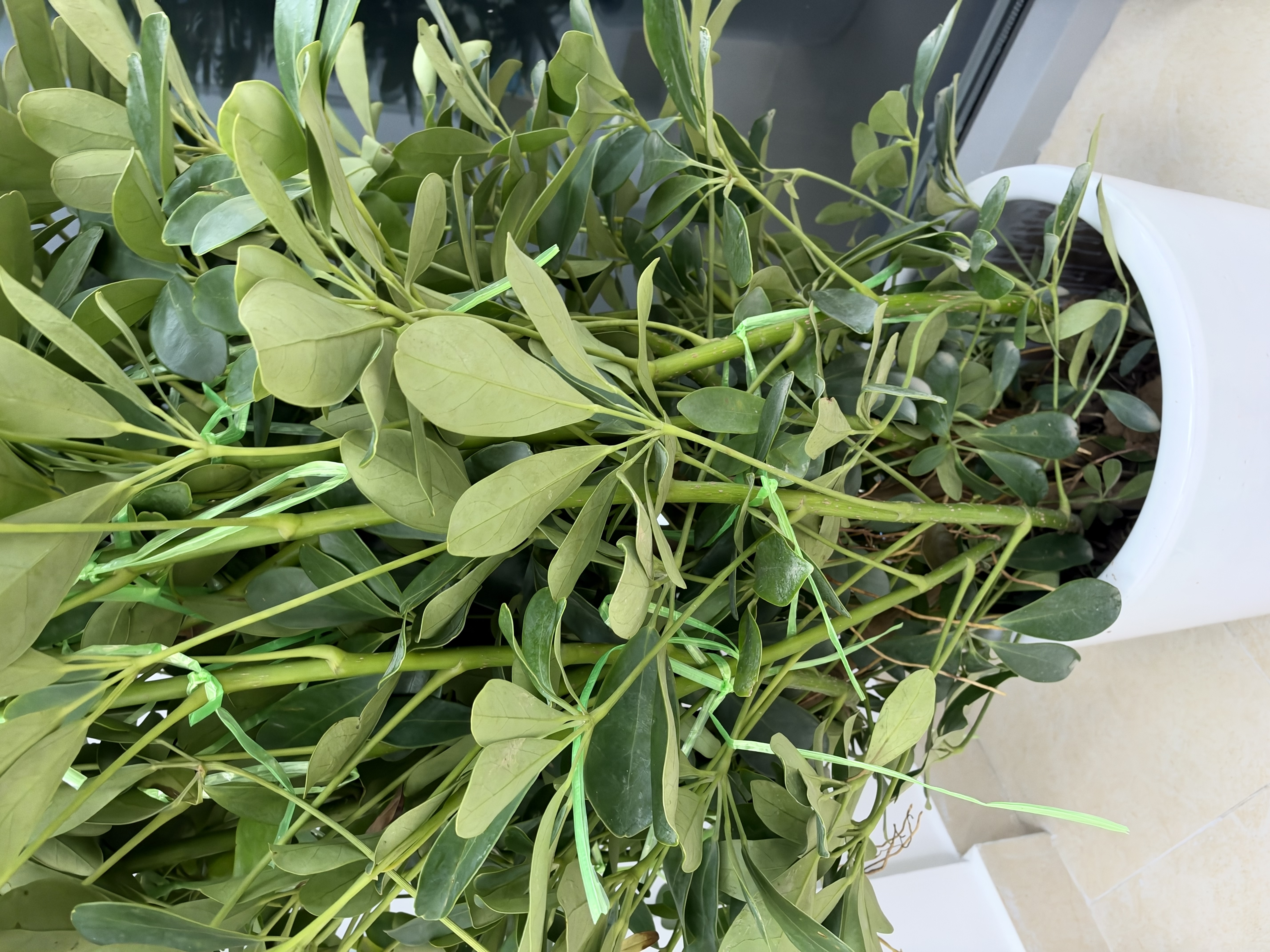 德沃多植物营养土通用8L园艺养花土种菜花卉绿植通用型疏松透气 实拍图