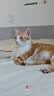 皇家猫粮 成猫猫粮 户外成猫 O30 通用粮 12月以上 4KG 实拍图