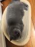 喵仙儿猫抓板猫窝一体耐磨不掉屑猫爪板大号剑麻猫玩具猫沙发 实拍图