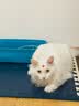WOWO喔喔猫粮 无谷物大蓝包冻干三鲜全价成猫粮幼猫粮通用猫干粮 【双拼】鳕鱼虾+海苔 10KG 实拍图