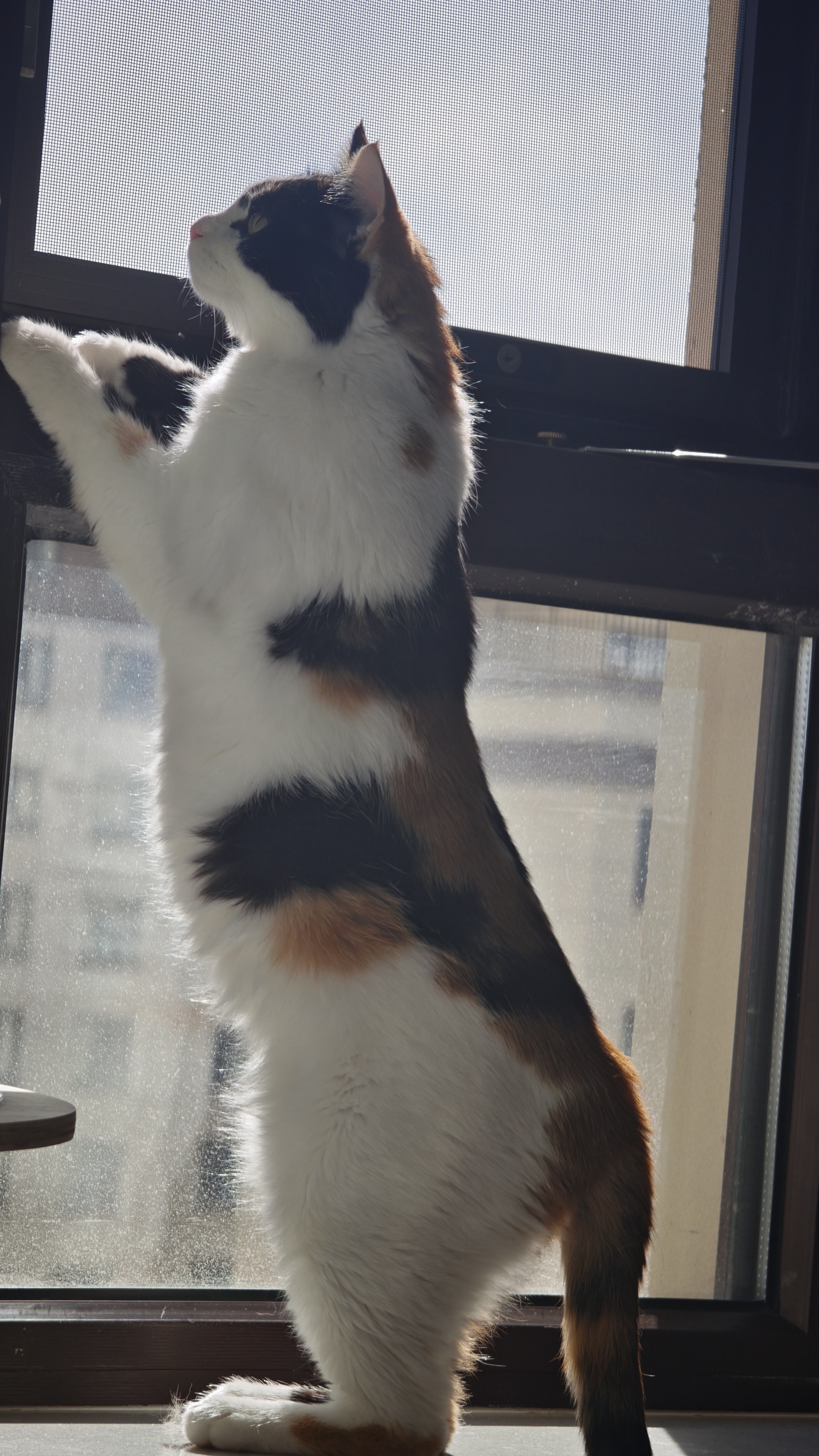 诚实一口P40全价猫粮成猫幼猫室内外80%鲜肉高蛋白长肉泌尿大鹅味1.5kg 实拍图