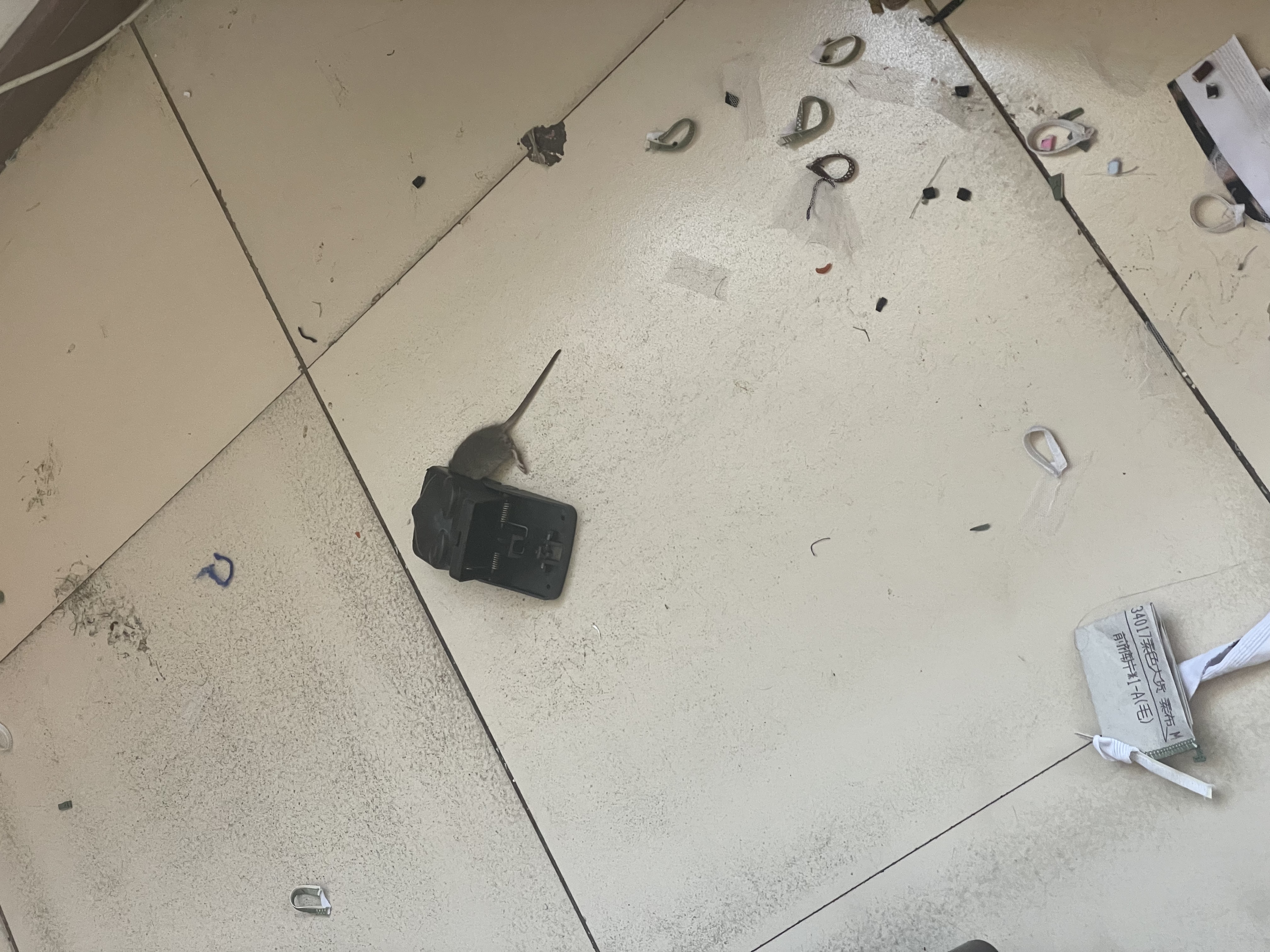 地依猫老鼠夹6只装大号强力灭鼠家用商用室内捕鼠夹一窝端逮捉捕鼠神器 实拍图