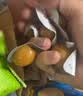 良品铺子溏心鹌鹑蛋220g糖心蛋卤蛋开袋即食盐焗鹌鹑蛋解馋素食休闲零食 实拍图
