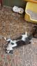 licheers猫碗陶瓷猫粮双碗斜口不黑下巴宠物幼猫咪吃饭食盆喝水喂食一体 实拍图