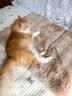 HELLOJOY猫窝垫子猫毯子冬季睡觉用宠物猫咪毛毯保暖狗窝冬日加厚兔绒睡垫 实拍图