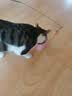 冠能猫粮成猫猫粮三文鱼味7kg 全价猫粮 稳固免疫 适口性强 实拍图