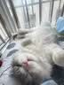 普安特宠物猫咪驱虫药驱虫体内外一体幼成虫跳蚤犬虱非泼罗尼爱滴克套装 实拍图