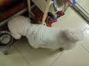 皇家狗粮 成犬狗粮 犬粮 宠物小型犬 PR27 全价犬粮≥10月2KG 实拍图
