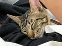 沃尔森WL21猫藓灯伍德氏荧光检测紫光紫外线365nm手电筒照猫尿 实拍图