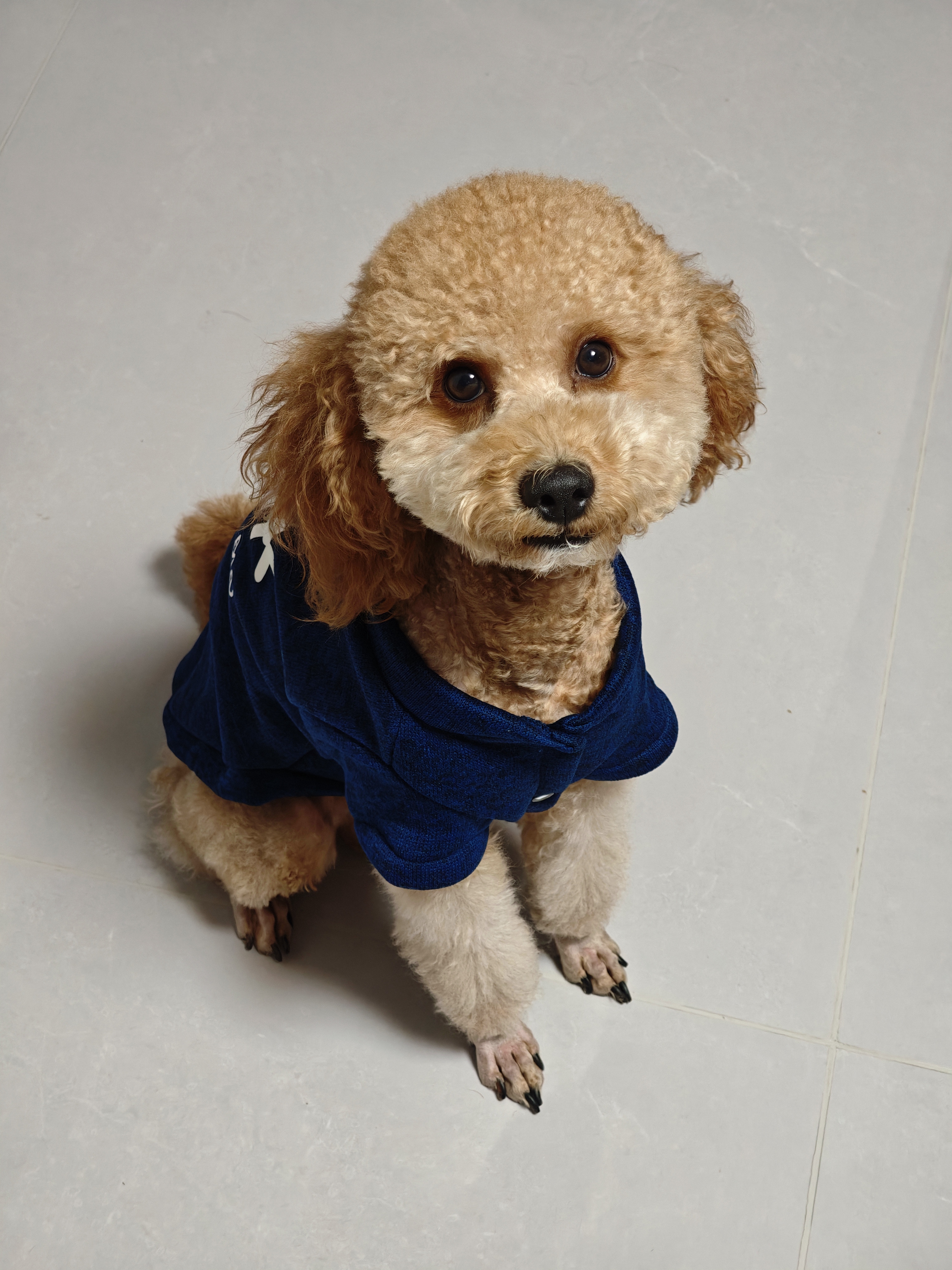 欢宠网宠物狗狗衣服猫咪猫小狗小猫泰迪比熊猫猫小型犬幼犬冬季保暖服饰 实拍图