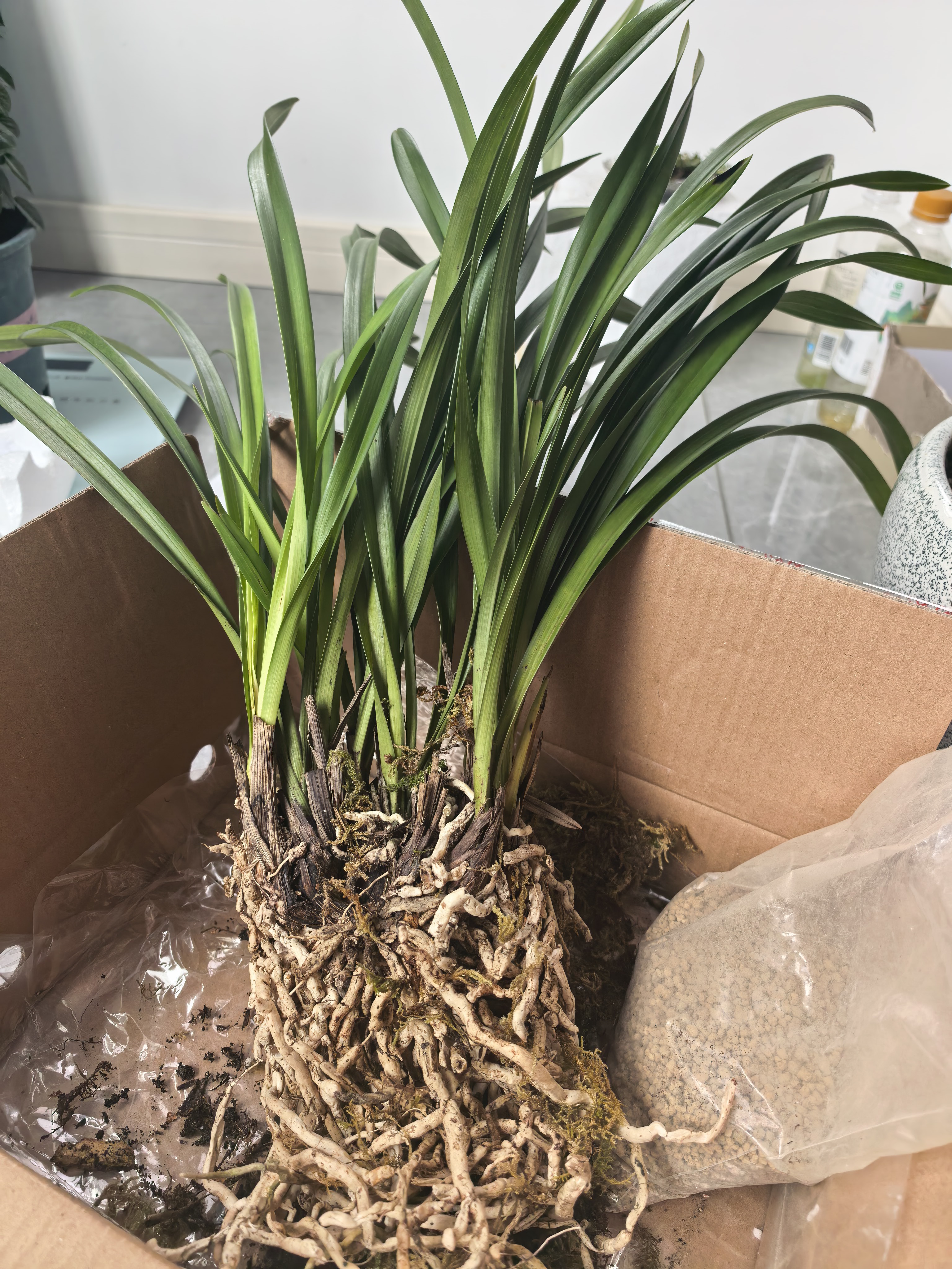 艾莹四季兰花苗兰宝石中矮种夏带花苞出售浓香花卉新手好养盆栽 蓝宝石 6苗 实拍图