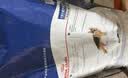 皇家狗粮 成犬狗粮 犬粮 宠物大型犬 GR26全价犬粮≥15月15KG 实拍图