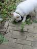 宝路狗粮全犬种通用全价粮成犬狗粮中小型犬牛肉味7.5kg【原料透明】 实拍图