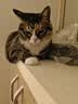 皇家猫粮 室内成猫粮 I27 通用粮 12月以上 4.5KG 实拍图