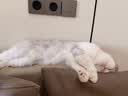 Orijen【宠物金选】渴望猫粮  成猫幼猫粮 原味鸡肉进口5.4kg效期27/1 实拍图