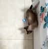 HELLOJOY猫玩具自动逗猫玩具球自嗨解闷神器电动逗猫棒磨牙幼猫猫咪玩具 实拍图