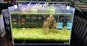 日胜（RS）鱼缸加热棒石英玻璃款100W 安全精准温控 自动恒温加热器 实拍图
