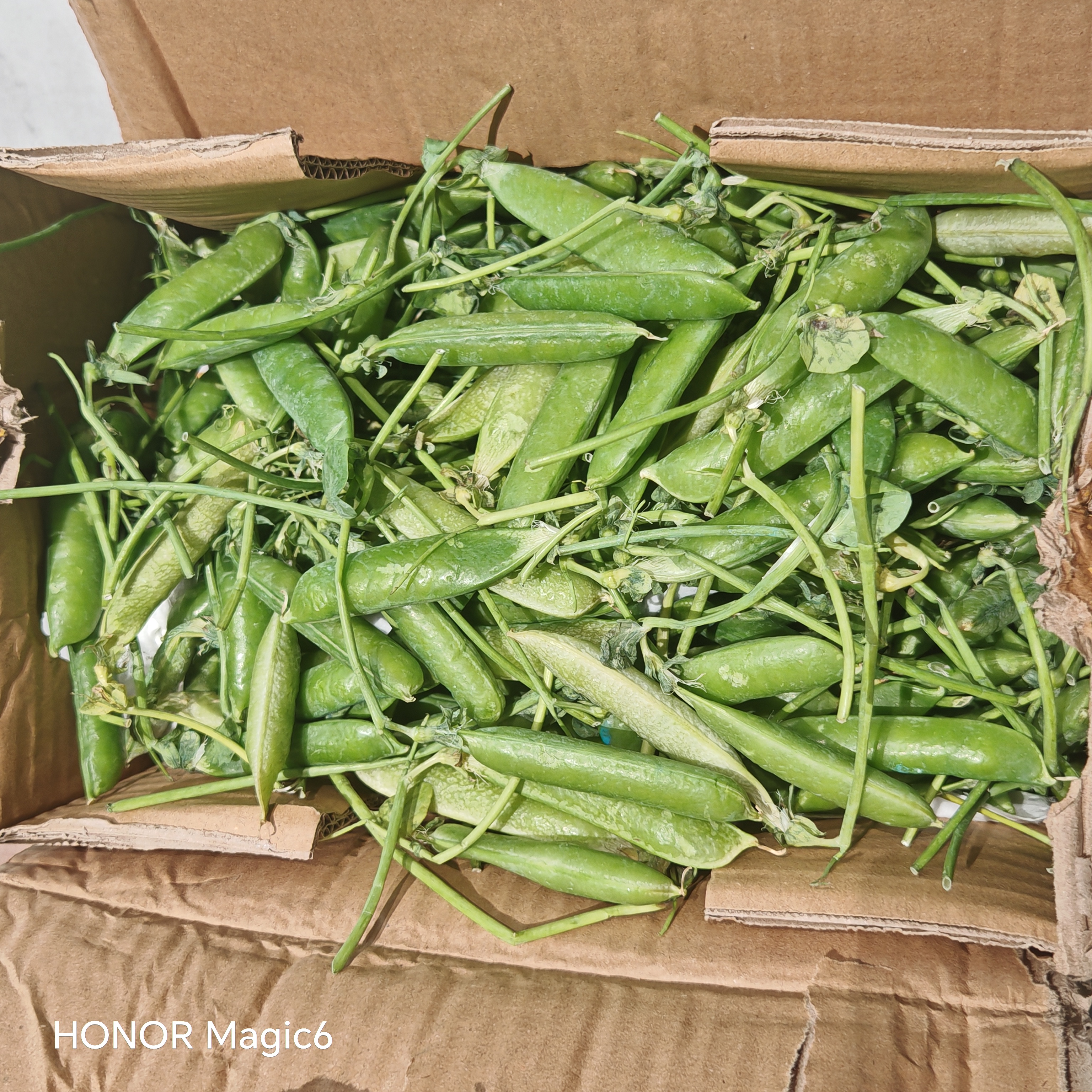 中鲜生 云南新鲜豌豆 甜豌豆新鲜蔬菜现摘豆角 净重4.5斤【好划算】鲜嫩饱满 实拍图