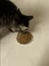 伟嘉猫粮成猫全价猫粮亮毛蓝猫均衡营养10kg海洋鱼夹心粮【原料透明】 实拍图