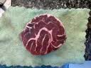 顺丰新鲜现杀10斤腱子肉整根分割前腱后腱不注水速冻非牛腱子 5斤腱子【送料包】 实拍图
