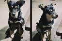 疯狂小狗狗粮幼犬成犬全价粮10kg 金毛泰迪中大型小型通用鸭肉梨20斤 实拍图