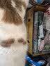 京东京造鲜肉多多全价主食猫条15g*78支 3拼猫零食补水鸡肉鱼油美毛0添加 实拍图
