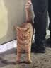 亿迪猫粮全价成猫幼猫国产蓝猫布偶流浪猫全阶段20斤羊奶低敏营养丰富 实拍图