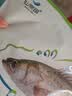 仙泉湖三去白蕉海鲈鱼400g/条净膛冷冻刺少肉厚特产海鲜水产生鲜食材 实拍图