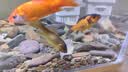 森森（SUNSUN）鱼缸增氧泵水族箱氧气泵家用小型充氧泵 【二代更静】4W双孔+全套配件 实拍图