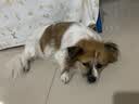 BOTH鸭肉梨 烘焙狗粮 中小型犬泪痕管理 比熊博美泰迪犬粮6.8kg 实拍图