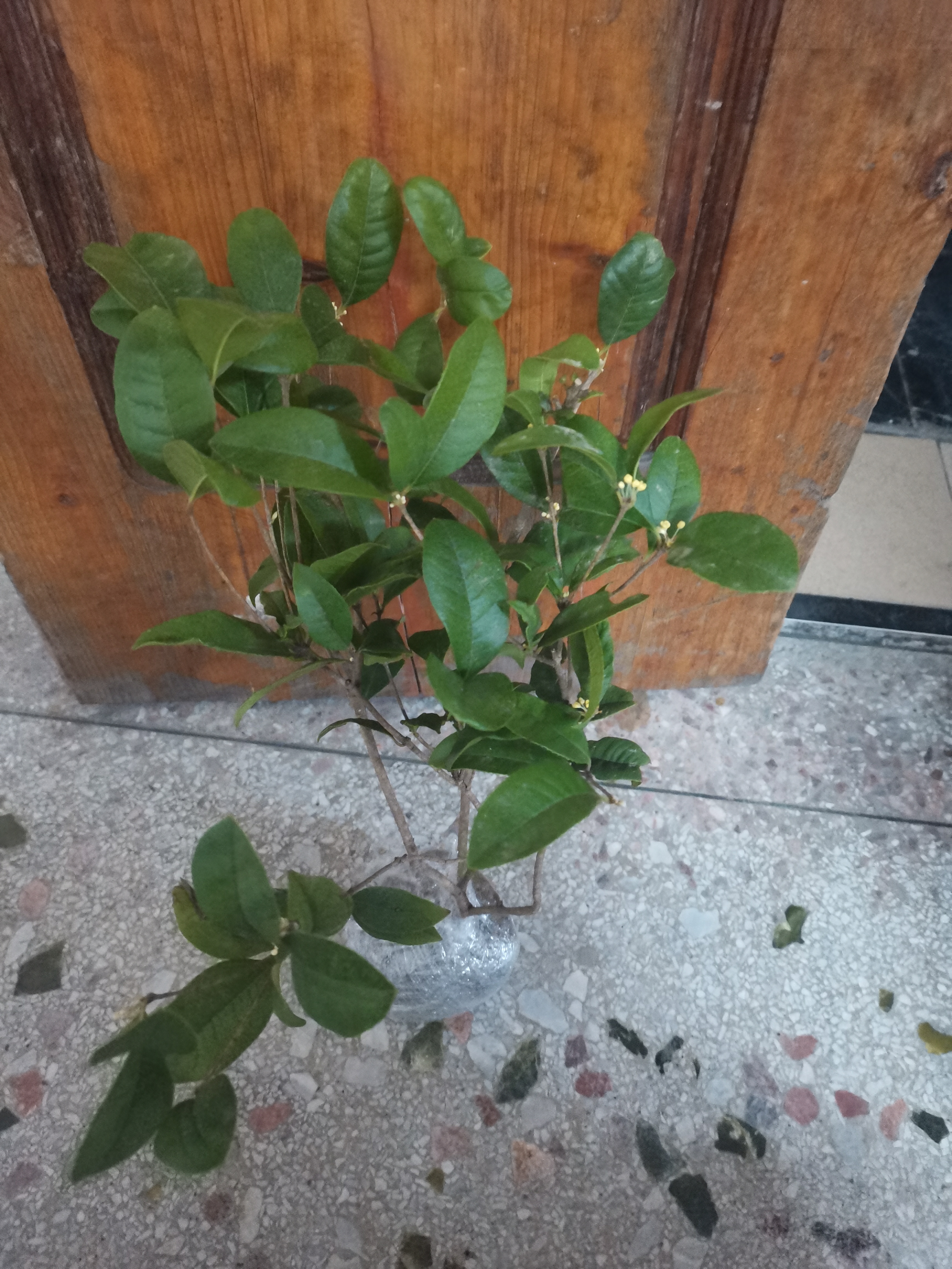 桂花树苗盆栽室内四季桂花卉植物金桂丹桂庭院大树浓香型绿植开花 四季桂花高40cm左右【原土球发货】 实拍图
